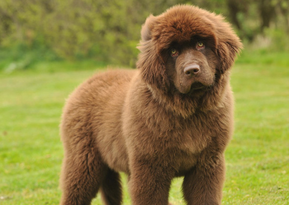 Newfoundland