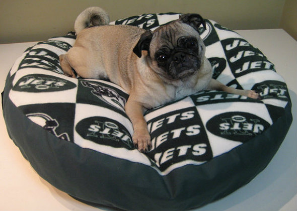 Our Favorite NFL-Themed Gear for Pets