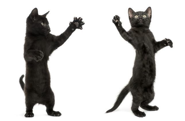 Ninja Cat
