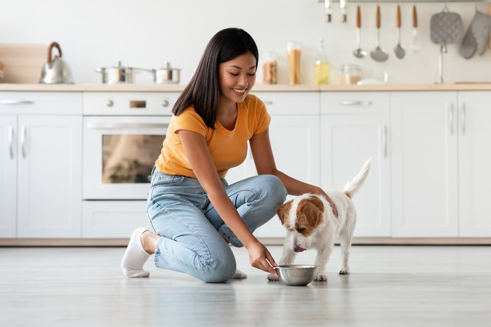 9 Best No-Spill Dog Bowls of 2025