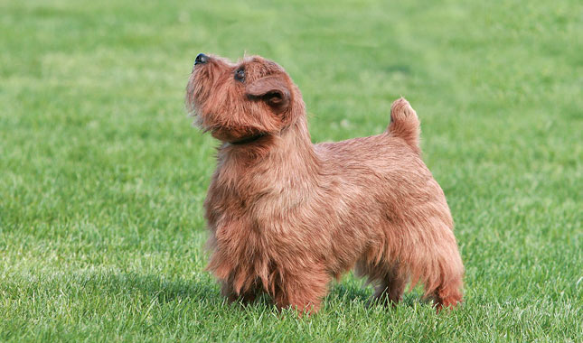 Norfolk Terrier Dog Breed