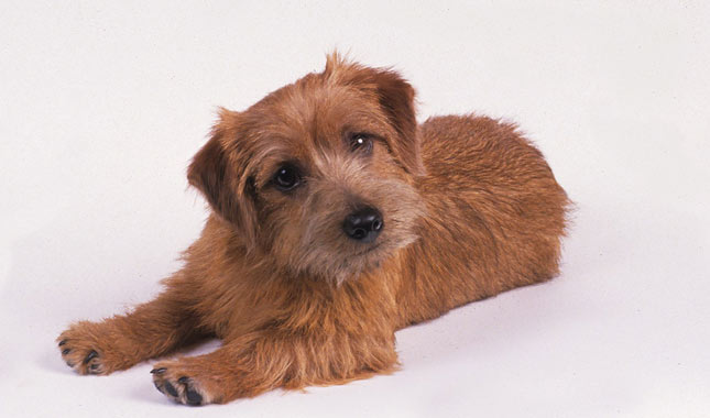 Norfolk Terrier Dog Breed