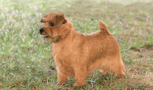 Norfolk Terrier Dog Breed