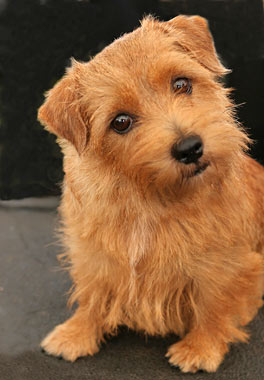 Norfolk Terrier Dog Breed