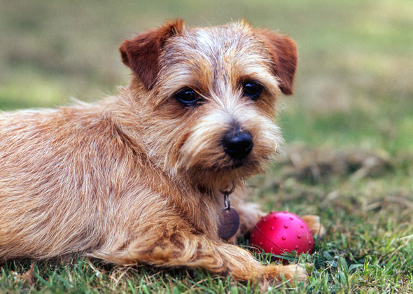 Norfolk Terrier