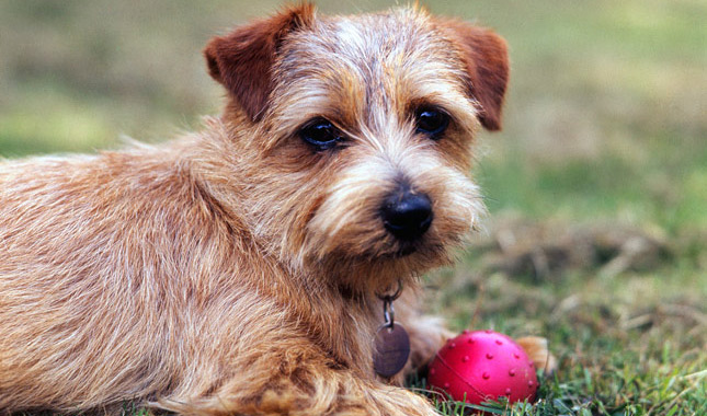 Norfolk Terrier with a ball