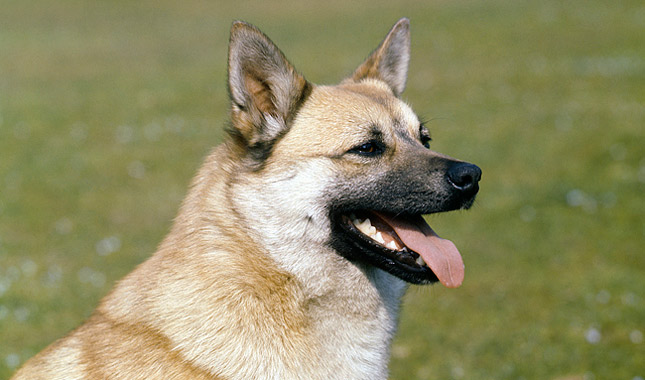 Norwegian Buhund Dog Breed