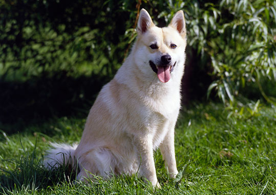 Norwegian Buhund Dog Breed