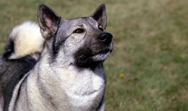 Norwegian Elkhound Dog Breed