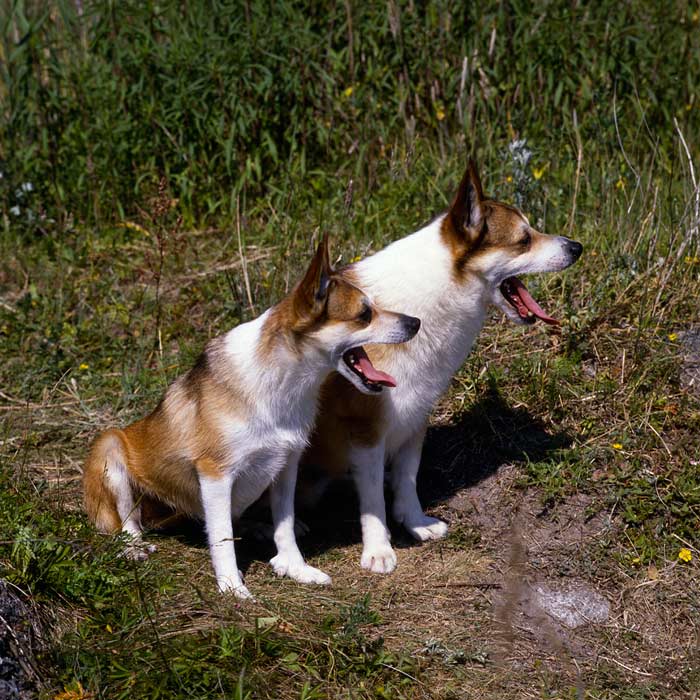 Two Norwegian Lundehund Dogs