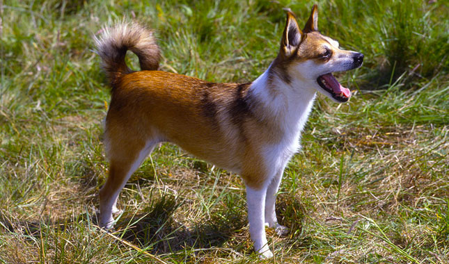 Norwegian Lundehund Standing in Grass