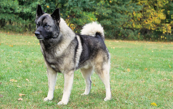 Norwegian Elkhound Dog Breed