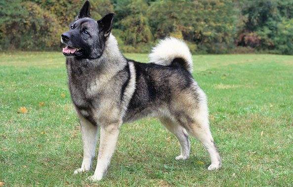 Norwegian Elkhound Dog Breed