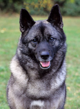 Norwegian Elkhound Dog Breed