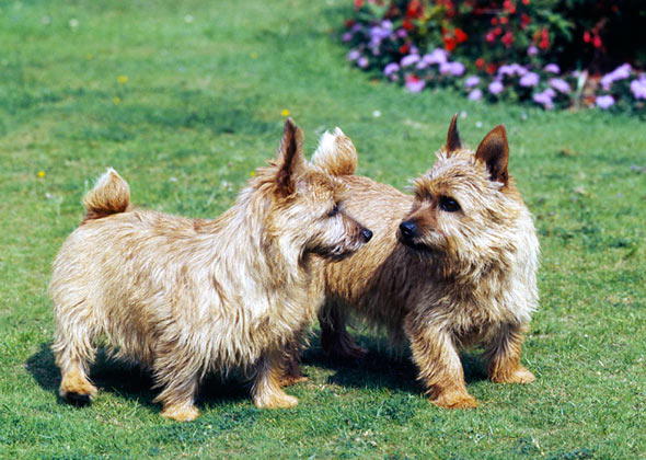 Norwich Terrier