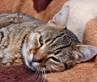 Arthritis in Cats