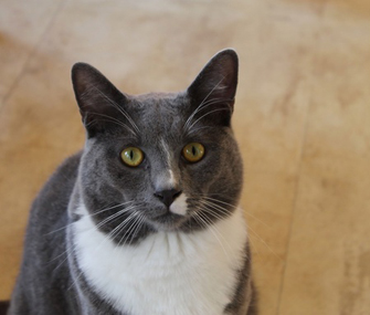 older cat