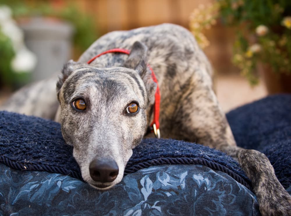 9 Best Outdoor Dog Beds of 2025