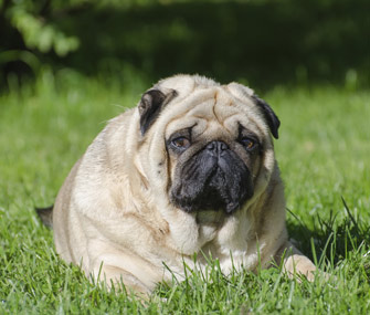 Pets and Obesity: What You Need to Know