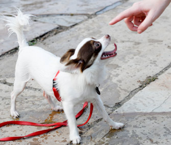 Owner pointing at dog