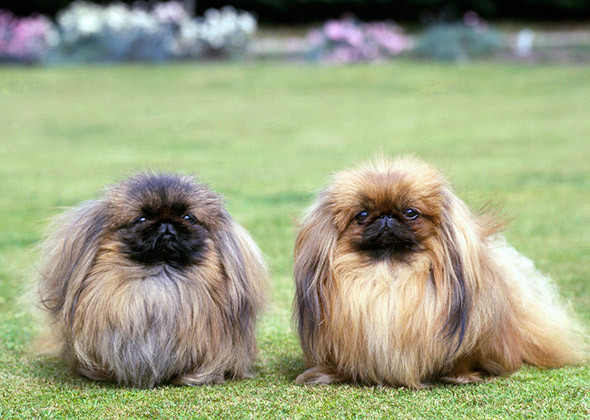 Pekingese