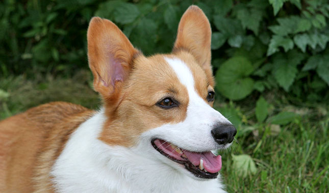 Pembroke Welsh Corgi Dog Breed