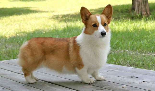 Pembroke Welsh Corgi Dog Breed