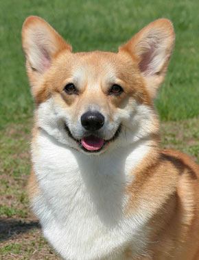 Pembroke Welsh Corgi Dog Breed