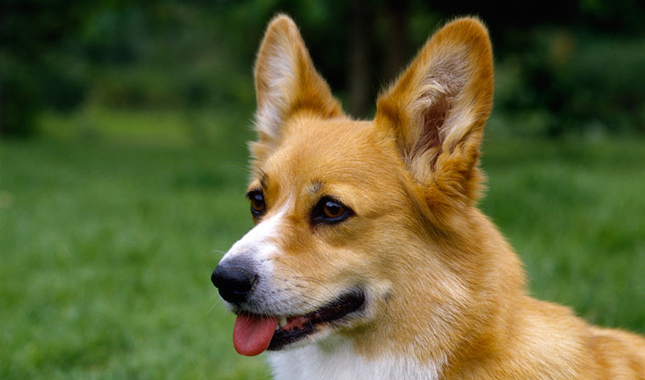 Pembroke Welsh Corgi dog breed 