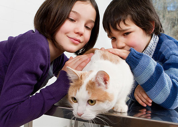 Teach your child the right way to pet the cat.