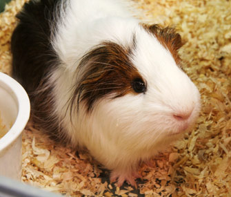 Guinea pig