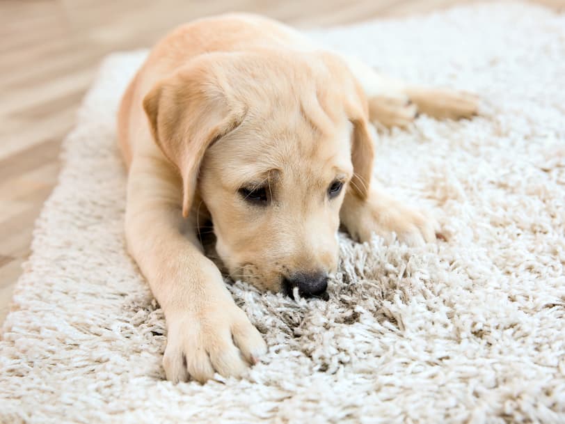Vetstreet's Top Pet Odor Eliminator Selections