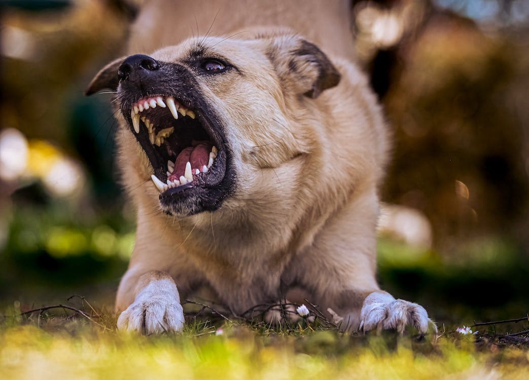 My Dog Bit Me — Now What Do I Do?