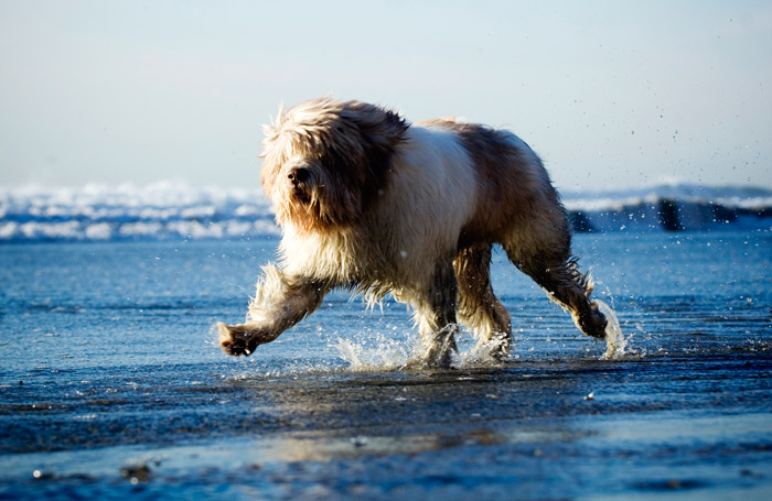 Polish Lowland Sheepdog