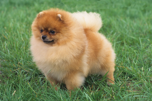 Pomeranian Dog Breed Information
