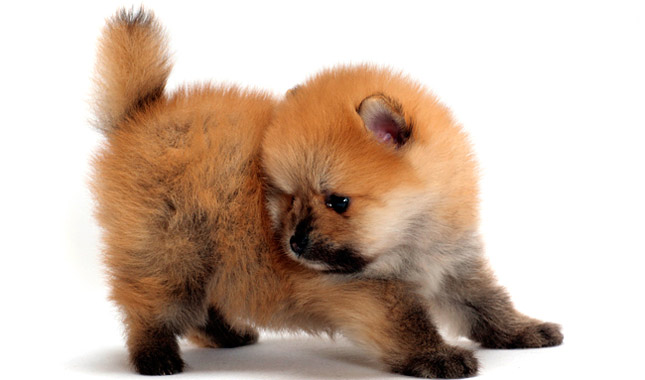 Pomeranian Dog Breed