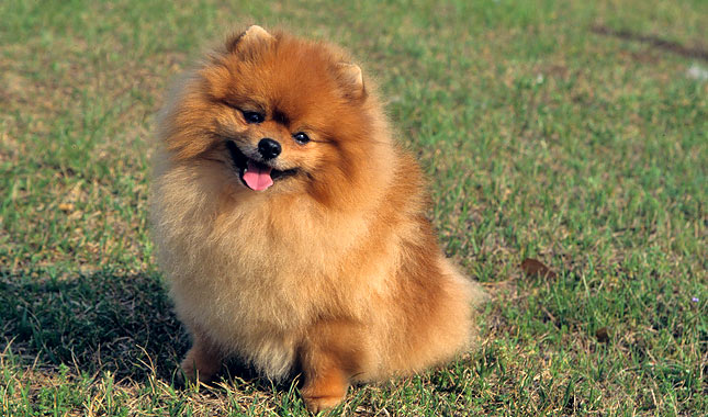 Pomeranian Dog Breed