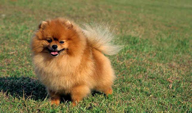 Pomeranian Dog Breed