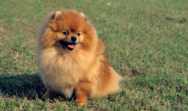 Pomeranian Dog Breed