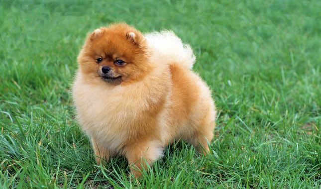 Pomeranian Dog Breed