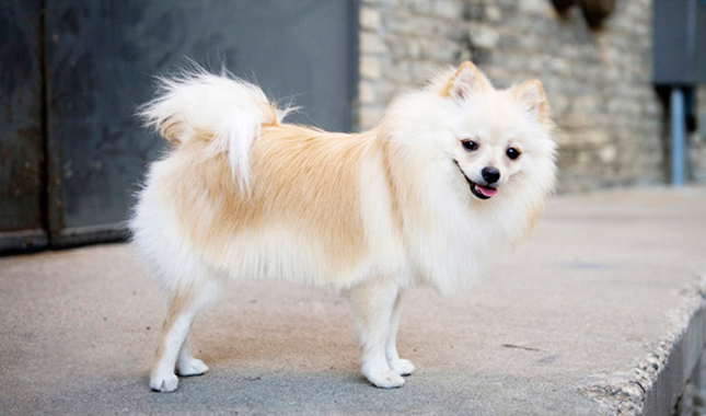 Pomeranian