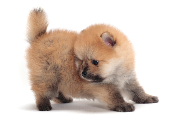 Pomeranian