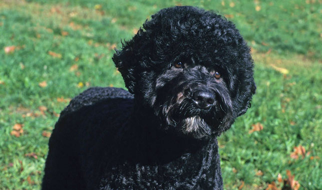 Portuguese Water Dog 