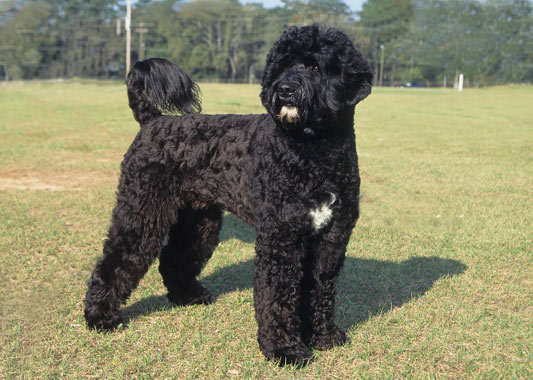Portuguese Water Dog