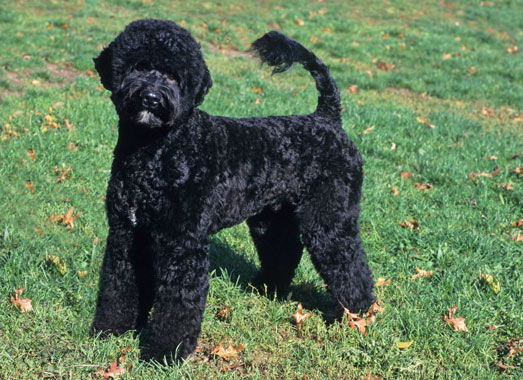 Portuguese Water Dog