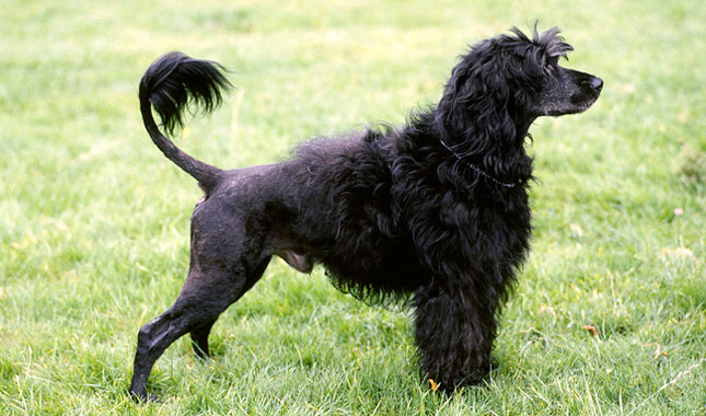 Portuguese Water Dog