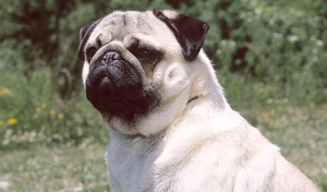 Pug Dog Breed