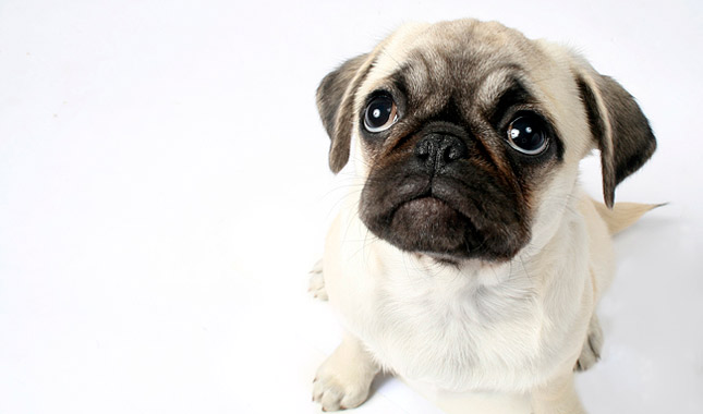 Pug Dog Breed