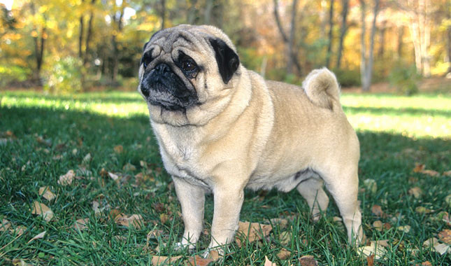 Pug Dog Breed