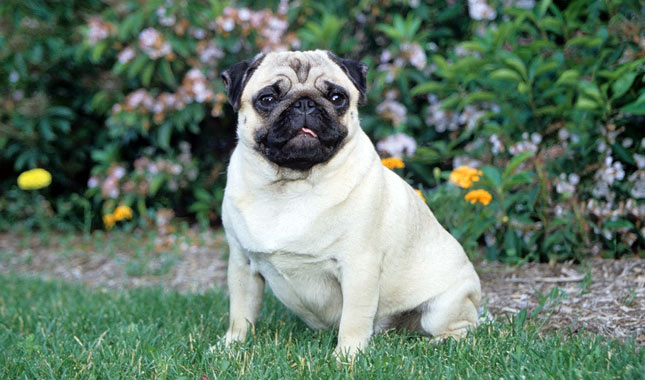 Pug Dog Breed